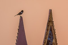 Oriental Magpie-Robin