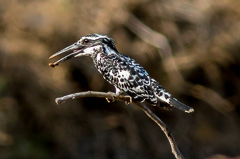 Pied Kingfisher