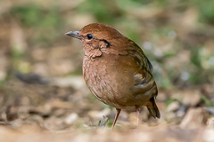 Rusty-naped Pitta