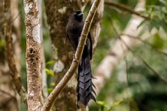 Ratchet-tailed Treepie