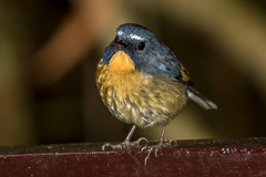 Snowy-browed Flycatcher