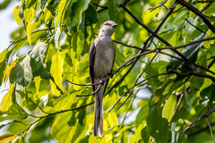 Swinhoe's Minivet