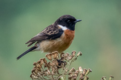 Siberian Stonechat