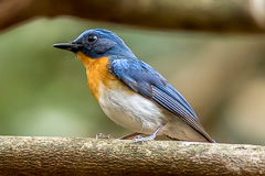 Indochinese Blue Flycatcher