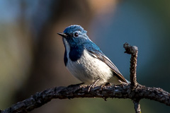 Ultramarine Flycatcher