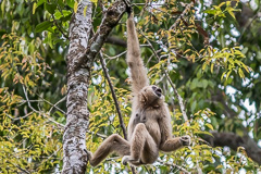 White-handed Gibbon