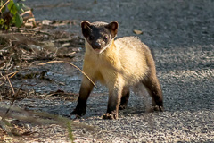 Yellow-throated Marten