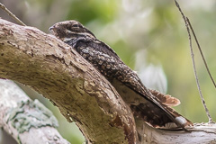 Grey Nightjar