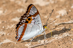 Indian Purple Emperor