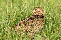 Pin-tailed Snipe