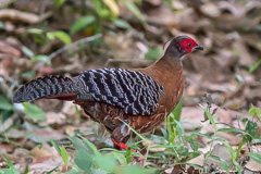 Siamese Fireback