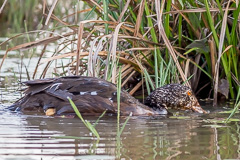 White-winged Duck