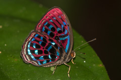 Banded Harlequin