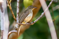 Cream-vented Bulbul