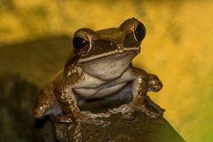 Common Tree Frog