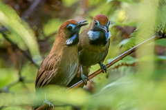 Fluffy-bcked Tit-Babbler