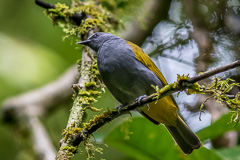 Grey-bellied Bulbul