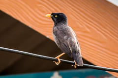 Jungle Myna