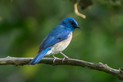 Malaysian Blue Flycatcher