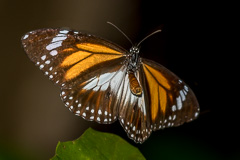 Malay Tiger