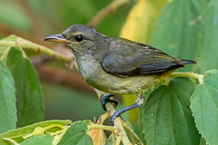 Orange-bellied Flowerpecker