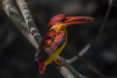 Rufous-backed Dwarf Kingfisher