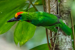 Red-throated Barbet