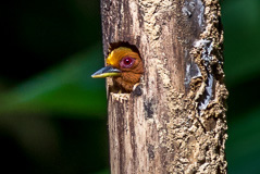 Rufous Piculet