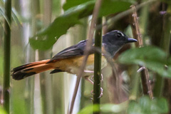 Rufous-tailed Shama