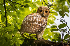 Spotted Wood Owl