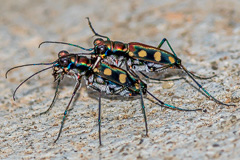 Tiger Beetle sp.