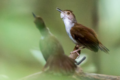 Malayan Swamp Babbler