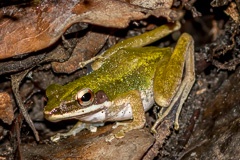 White-lipped Frog