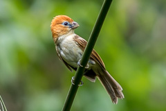 Rufous-headed Parrotbill