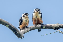 Black-thighed Falconet Microhierax fringillarius