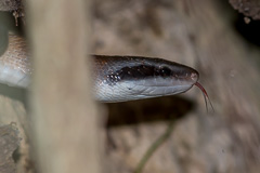 Cave Racer Orthriophis taeniurus