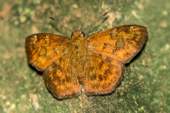 Pseudocoladenia fabia