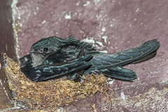 Plume-toed Swiftlet Collocalia affinis cyanoptila