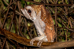 Oriental Bay Owl