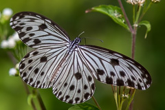 Small Wood Nymph Ideopsis gaura perakaa