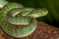 Thai Peninsula Pit Viper Popeia fucata