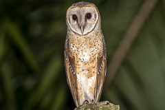 Eastern Barn Owl