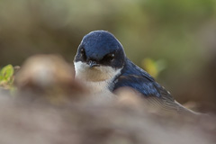 Blue-and-white Swallow