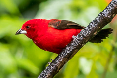 Brazilian Tanager