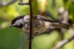 Chestnut-backed Chickadee