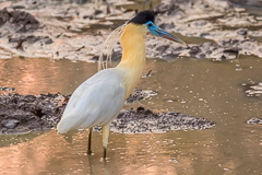 Capped Heron