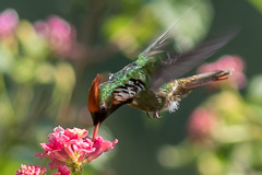 Frilled Coquette