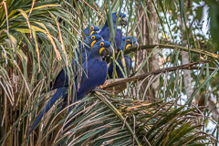 Hyacinth Macaw