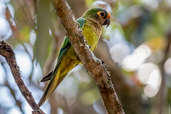 Peach-fronted Parakeet