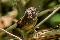 Pacific Wren